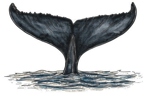 A whale tail lifts from the water, dark blue-gray and textured, splashing ripples around its base, against a black background.